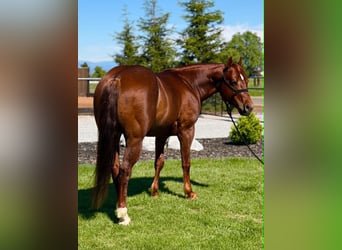 American Quarter Horse, Wałach, 6 lat, 150 cm, Cisawa