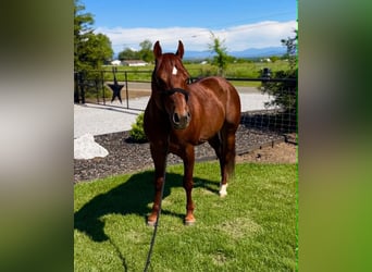 American Quarter Horse, Wałach, 6 lat, 150 cm, Cisawa