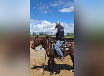 American Quarter Horse, Wałach, 6 lat, 150 cm, Cisawa