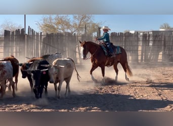 American Quarter Horse, Wałach, 6 lat, 150 cm, Cisawa