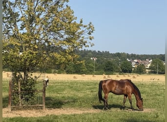 American Quarter Horse Mix, Wałach, 6 lat, 150 cm, Gniada