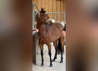 American Quarter Horse Mix, Wałach, 6 lat, 150 cm, Gniada