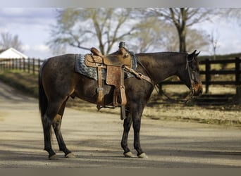 American Quarter Horse, Wałach, 6 lat, 150 cm, Gniadodereszowata