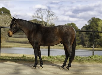American Quarter Horse, Wałach, 6 lat, 150 cm, Gniadodereszowata