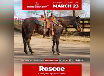 American Quarter Horse, Wałach, 6 lat, 150 cm, Gniadodereszowata