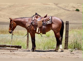 American Quarter Horse, Wałach, 6 lat, 150 cm, Gniadodereszowata