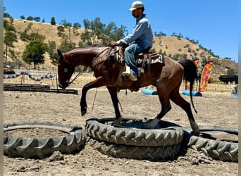 American Quarter Horse, Wałach, 6 lat, 150 cm, Gniadodereszowata