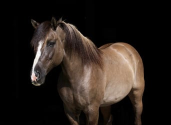 American Quarter Horse, Wałach, 6 lat, 150 cm, Grullo