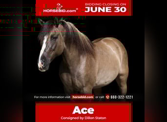 American Quarter Horse, Wałach, 6 lat, 150 cm, Grullo