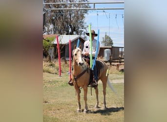 American Quarter Horse, Wałach, 6 lat, 150 cm, Izabelowata