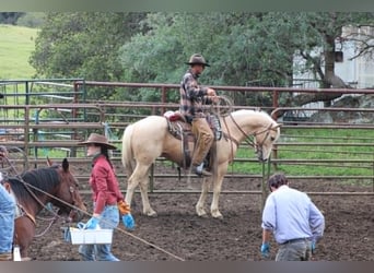American Quarter Horse, Wałach, 6 lat, 150 cm, Izabelowata