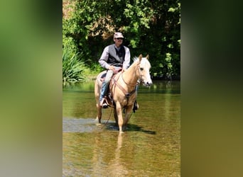American Quarter Horse, Wałach, 6 lat, 150 cm, Izabelowata