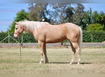 American Quarter Horse, Wałach, 6 lat, 150 cm, Izabelowata