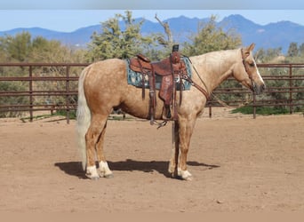 American Quarter Horse, Wałach, 6 lat, 150 cm, Izabelowata