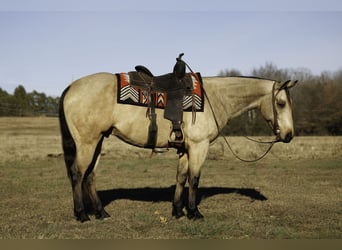 American Quarter Horse, Wałach, 6 lat, 150 cm, Jelenia