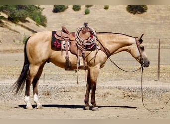 American Quarter Horse, Wałach, 6 lat, 150 cm, Jelenia