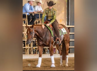 American Quarter Horse, Wałach, 6 lat, 150 cm, Kasztanowata