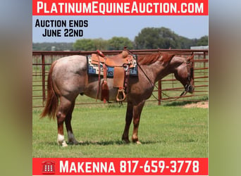 American Quarter Horse, Wałach, 6 lat, 150 cm, Kasztanowatodereszowata