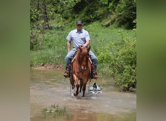 American Quarter Horse, Wałach, 6 lat, 150 cm, Kasztanowatodereszowata