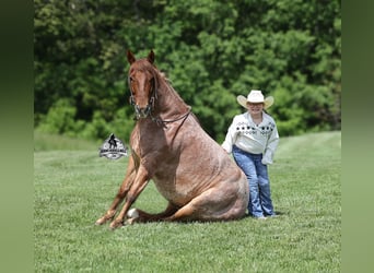American Quarter Horse, Wałach, 6 lat, 150 cm, Kasztanowatodereszowata