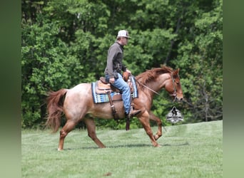 American Quarter Horse, Wałach, 6 lat, 150 cm, Kasztanowatodereszowata