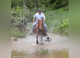 American Quarter Horse, Wałach, 6 lat, 150 cm, Kasztanowatodereszowata