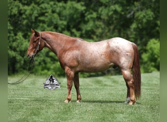 American Quarter Horse, Wałach, 6 lat, 150 cm, Kasztanowatodereszowata
