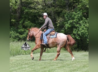 American Quarter Horse, Wałach, 6 lat, 150 cm, Kasztanowatodereszowata