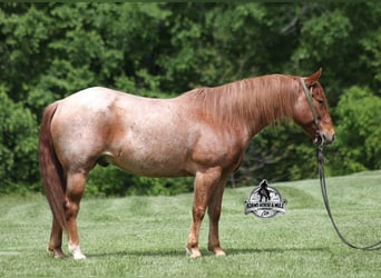 American Quarter Horse, Wałach, 6 lat, 150 cm, Kasztanowatodereszowata