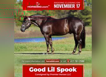 American Quarter Horse, Wałach, 6 lat, 150 cm