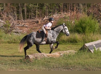 American Quarter Horse, Wałach, 6 lat, 150 cm, Siwa
