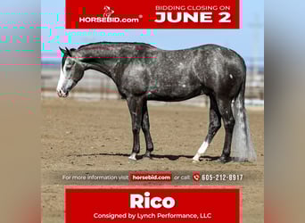 American Quarter Horse, Wałach, 6 lat, 150 cm, Siwa