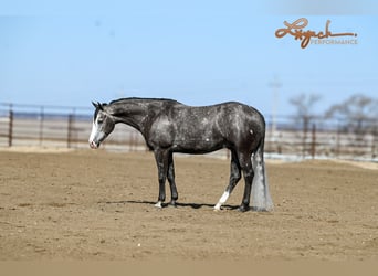 American Quarter Horse, Wałach, 6 lat, 150 cm, Siwa
