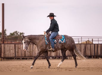 American Quarter Horse, Wałach, 6 lat, 150 cm, Siwa