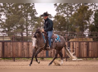 American Quarter Horse, Wałach, 6 lat, 150 cm, Siwa