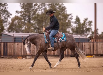 American Quarter Horse, Wałach, 6 lat, 150 cm, Siwa