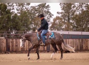 American Quarter Horse, Wałach, 6 lat, 150 cm, Siwa