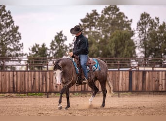 American Quarter Horse, Wałach, 6 lat, 150 cm, Siwa
