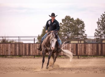 American Quarter Horse, Wałach, 6 lat, 150 cm, Siwa