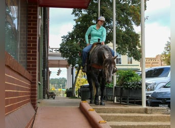 American Quarter Horse, Wałach, 6 lat, 150 cm, Siwa