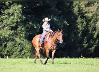 American Quarter Horse, Wałach, 6 lat, 152 cm, Bułana