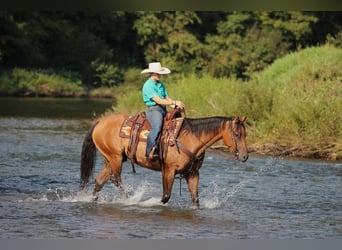 American Quarter Horse, Wałach, 6 lat, 152 cm, Bułana