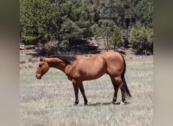 American Quarter Horse, Wałach, 6 lat, 152 cm, Bułana