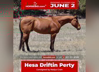 American Quarter Horse, Wałach, 6 lat, 152 cm, Bułana