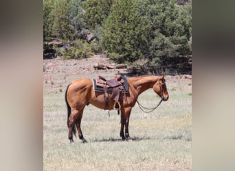 American Quarter Horse, Wałach, 6 lat, 152 cm, Bułana