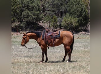 American Quarter Horse, Wałach, 6 lat, 152 cm, Bułana