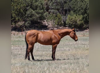 American Quarter Horse, Wałach, 6 lat, 152 cm, Bułana