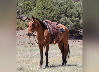 American Quarter Horse, Wałach, 6 lat, 152 cm, Bułana
