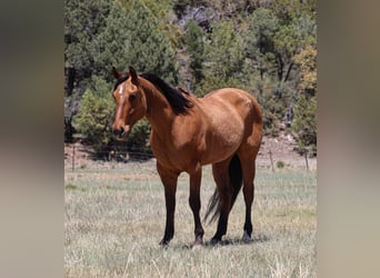 American Quarter Horse, Wałach, 6 lat, 152 cm, Bułana