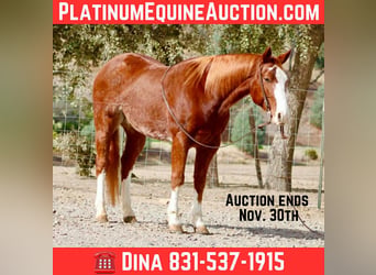 American Quarter Horse, Wałach, 6 lat, 152 cm, Ciemnokasztanowata